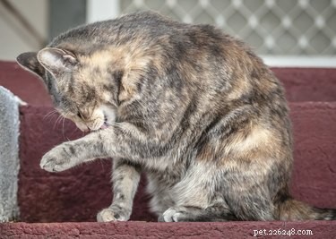 Understanding Why Your Cat Is Licking Her Hair Off: Causes & Solutions