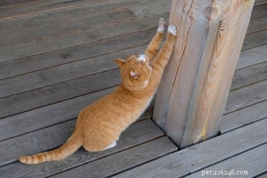 Effective Strategies to Remove Feral Cats from Under Your Home