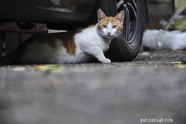 Effective Strategies to Remove Feral Cats from Under Your Home