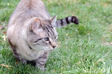 Eliminate Outdoor Cat Urine Odors Quickly & Safely