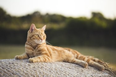 Eliminate Outdoor Cat Urine Odors Quickly & Safely