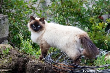 Managing Himalayan Cat Allergies: Symptoms, Treatments, and Myths