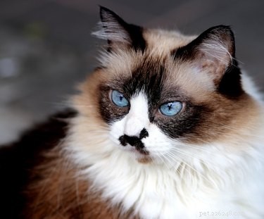 Managing Himalayan Cat Allergies: Symptoms, Treatments, and Myths