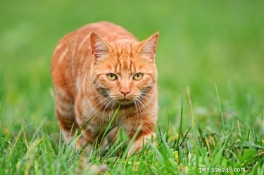 Effective Ways to Eliminate Tom Cat Spray Odors