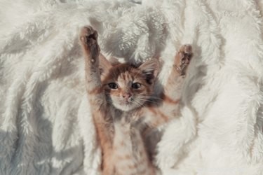Effective Ways to Eliminate Tom Cat Spray Odors