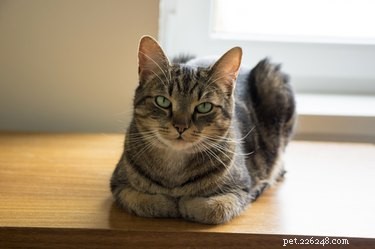 Effective Ways to Eliminate Tom Cat Spray Odors