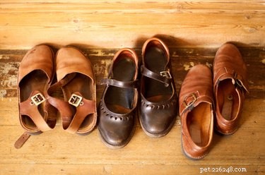 How to Remove Cat Urine Smell from Leather Shoes: Quick, Safe, Home Remedies