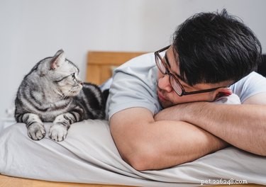 How to Remove Cat Urine Smell from Leather Shoes: Quick, Safe, Home Remedies
