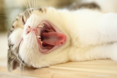 DIY Natural Cat Toothpaste: Safe, Easy, and Effective Formula