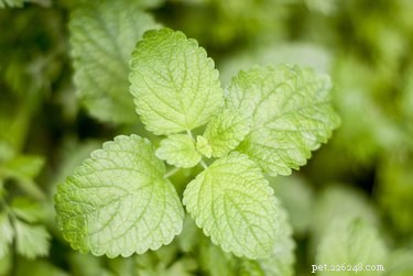 DIY Natural Cat Toothpaste: Safe, Easy, and Effective Formula