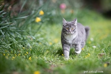Cedar Shavings for Cat Litter: Benefits, Risks, and Alternatives