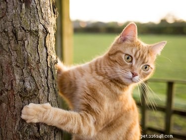Cedar Shavings for Cat Litter: Benefits, Risks, and Alternatives