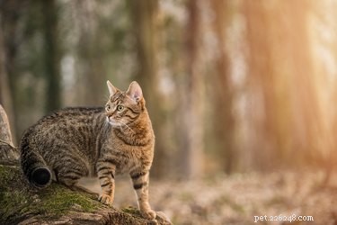 Cedar Shavings for Cat Litter: Benefits, Risks, and Alternatives