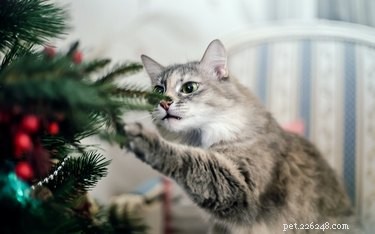 Prevent Your Cat from Damaging the Christmas Tree: Simple, Effective Tips