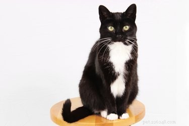 Safe Steps to Remove Motor Oil from Your Cat’s Fur