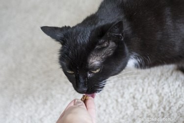 Safe Steps to Remove Motor Oil from Your Cat’s Fur