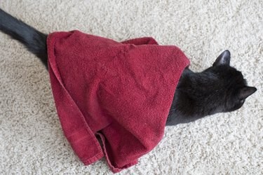 Safe Steps to Remove Motor Oil from Your Cat’s Fur