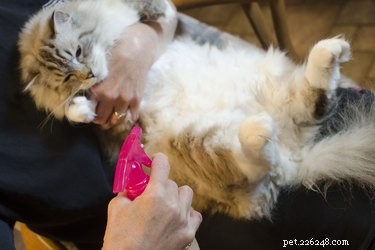 Natural Lemon Spray: A Safe & Effective Guide to Eliminating Fleas on Cats