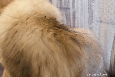 Natural Lemon Spray: A Safe & Effective Guide to Eliminating Fleas on Cats