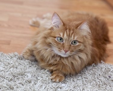 When Does a Cat Begin Shedding? Expert Guide to Healthy Fur Loss