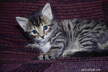When Does a Cat Begin Shedding? Expert Guide to Healthy Fur Loss