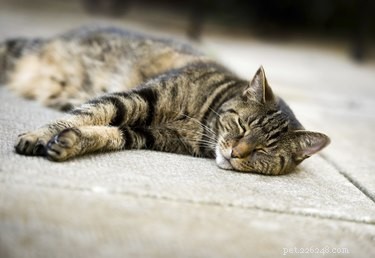 When Does a Cat Begin Shedding? Expert Guide to Healthy Fur Loss