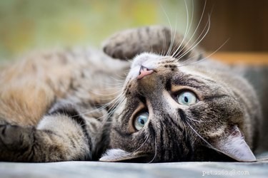 How to Stop Male Cat Spray: Quick, Effective Home Solutions