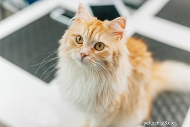 Eliminate Static Electricity in Your Cat’s Fur: Simple Tips for a Comfortable Bond