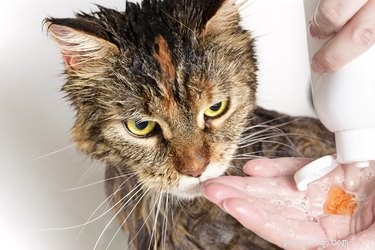 Gently Wash a Very Sick Cat: A Step‑by‑Step Guide