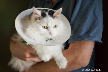 Create a Gentle Soft Elizabethan Collar for Cats – DIY Guide