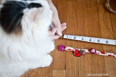 Create a Gentle Soft Elizabethan Collar for Cats – DIY Guide