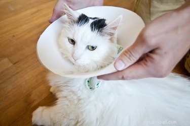 Create a Gentle Soft Elizabethan Collar for Cats – DIY Guide