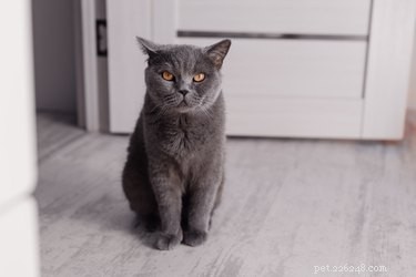 Removing Cat Urine from Luggage: Quick, Safe Cleaning Tips