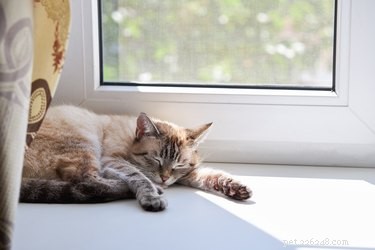 Effective Home Remedies to Eliminate Cat Urine from Shoes