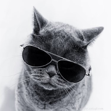 Eliminate Static Shock in Cats: Simple Steps to Keep Your Hands Safe
