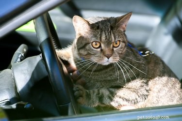 DIY Cat Repellent: Keep Stray Cats Away From Your Car