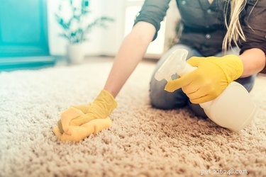 Eliminate Cat Urine Odor: Proven Steps for Fresh Homes