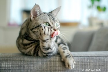 Is Cat Hair Harmful? Debunking Myths & Managing Allergies