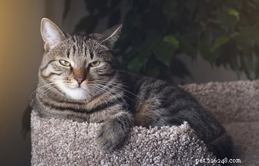 Is Cat Hair Harmful? Debunking Myths & Managing Allergies