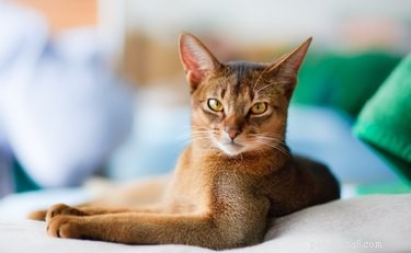 Will a Shaved Cat Regrow Its Fur? Insights on Growth, Color, and Timing
