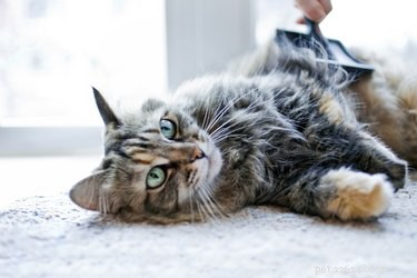 Will a Shaved Cat Regrow Its Fur? Insights on Growth, Color, and Timing