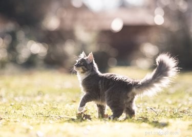 Will a Shaved Cat Regrow Its Fur? Insights on Growth, Color, and Timing