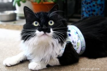 DIY Cat Harness: Keep Your Feline Safe Outdoors