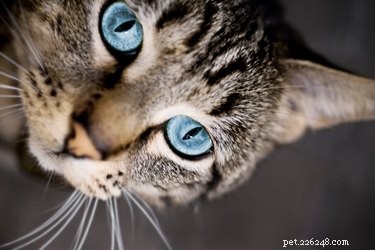 DIY Cat Spray Odor Remover: Safe, Effective Home Solution