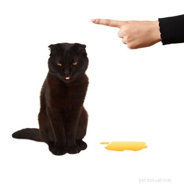 How to Eradicate Cat Urine Odor Instantly & Effectively