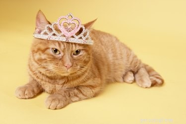 Guide to Creating Stylish, Safe Cat Clothing