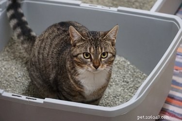 Sleeping Soundly with a Bedroom Litter Box: Practical Tips