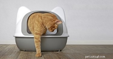 Sleeping Soundly with a Bedroom Litter Box: Practical Tips