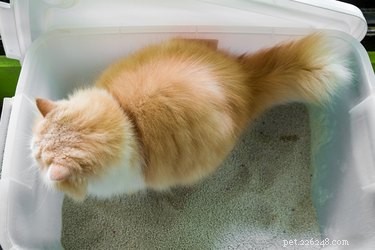 Sleeping Soundly with a Bedroom Litter Box: Practical Tips