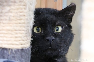 Replace Sisal Rope on Your Cat Tree: A Step‑by‑Step Guide